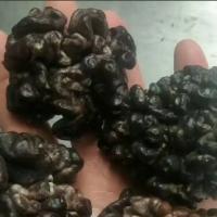 核桃菌玛卡菌猴头菌 好吃实惠，特色主打菜
